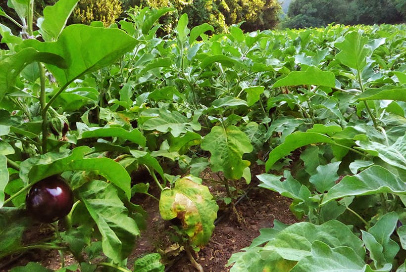 farm picture