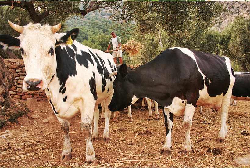 farm picture